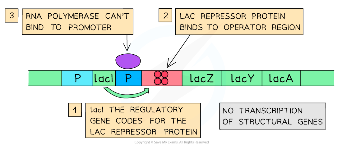 Lac Operon when Lactose is Absent, downloadable AS & A Level Biology revision notes