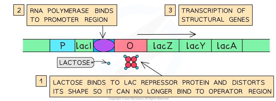 Lac Operon when Lactose is Present, downloadable AS & A Level Biology revision notes