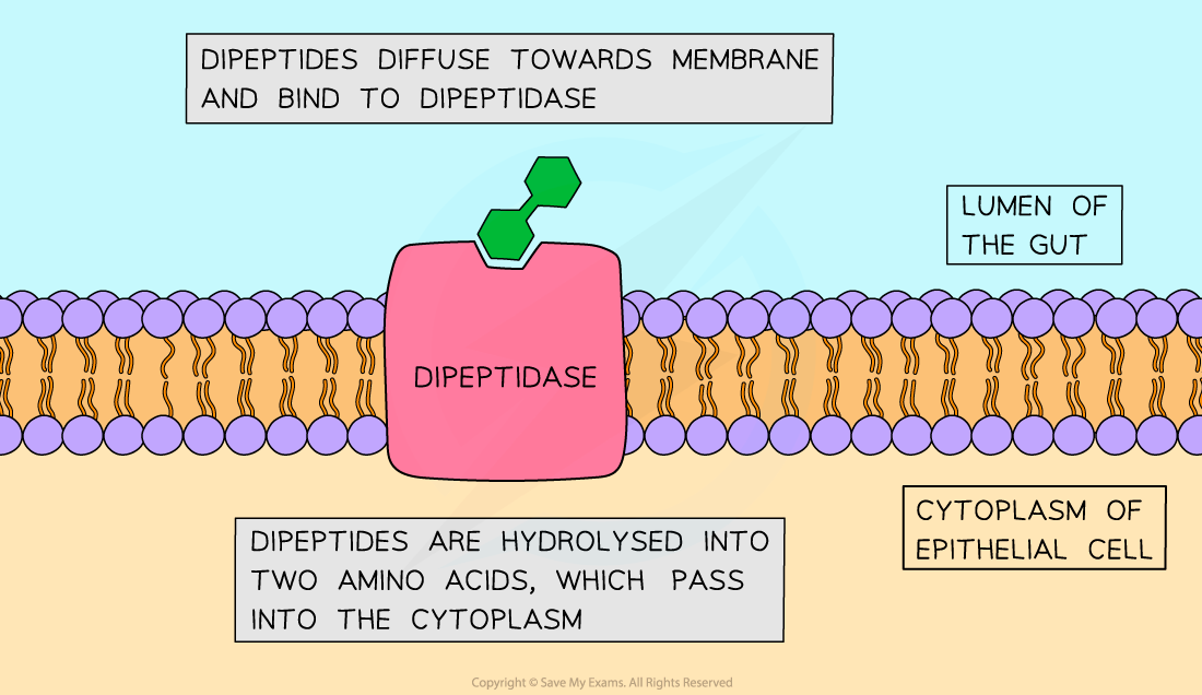 Membrane bound dipeptidase, downloadable AS & A Level Biology revision notes