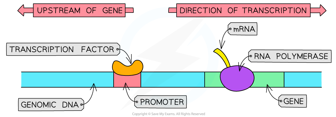 Transcription Factor binding to Promoter, downloadable AS & A Level Biology revision notes