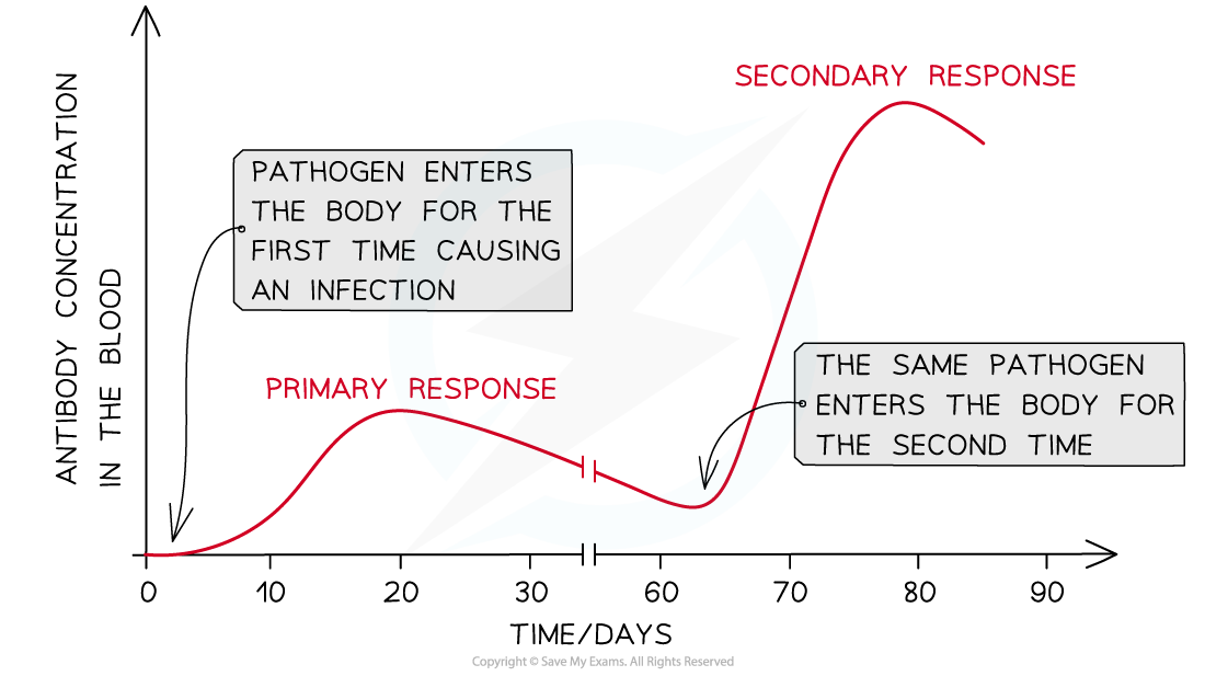 Antibody concentration, downloadable AS & A Level Biology revision notes