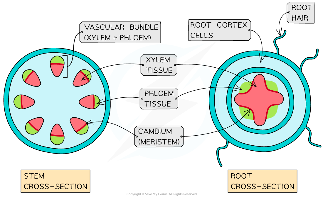 Cambium meristem, downloadable AS & A Level Biology revision notes