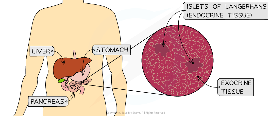 Pancreas location and microscopic structure, downloadable AS & A Level Biology revision notes