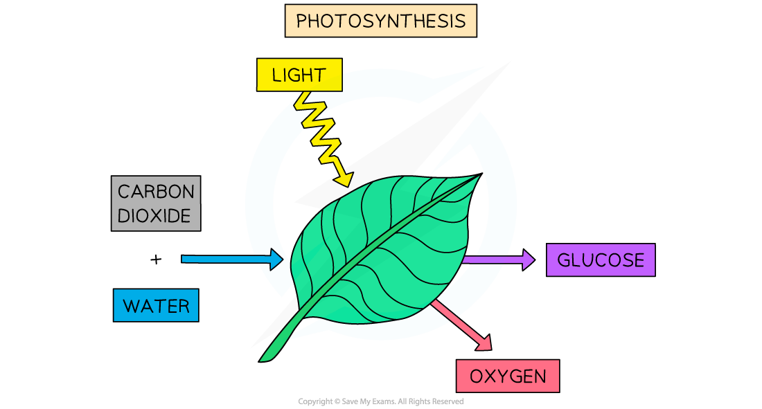 Photosynthesis, downloadable IGCSE & GCSE Chemistry revision notes