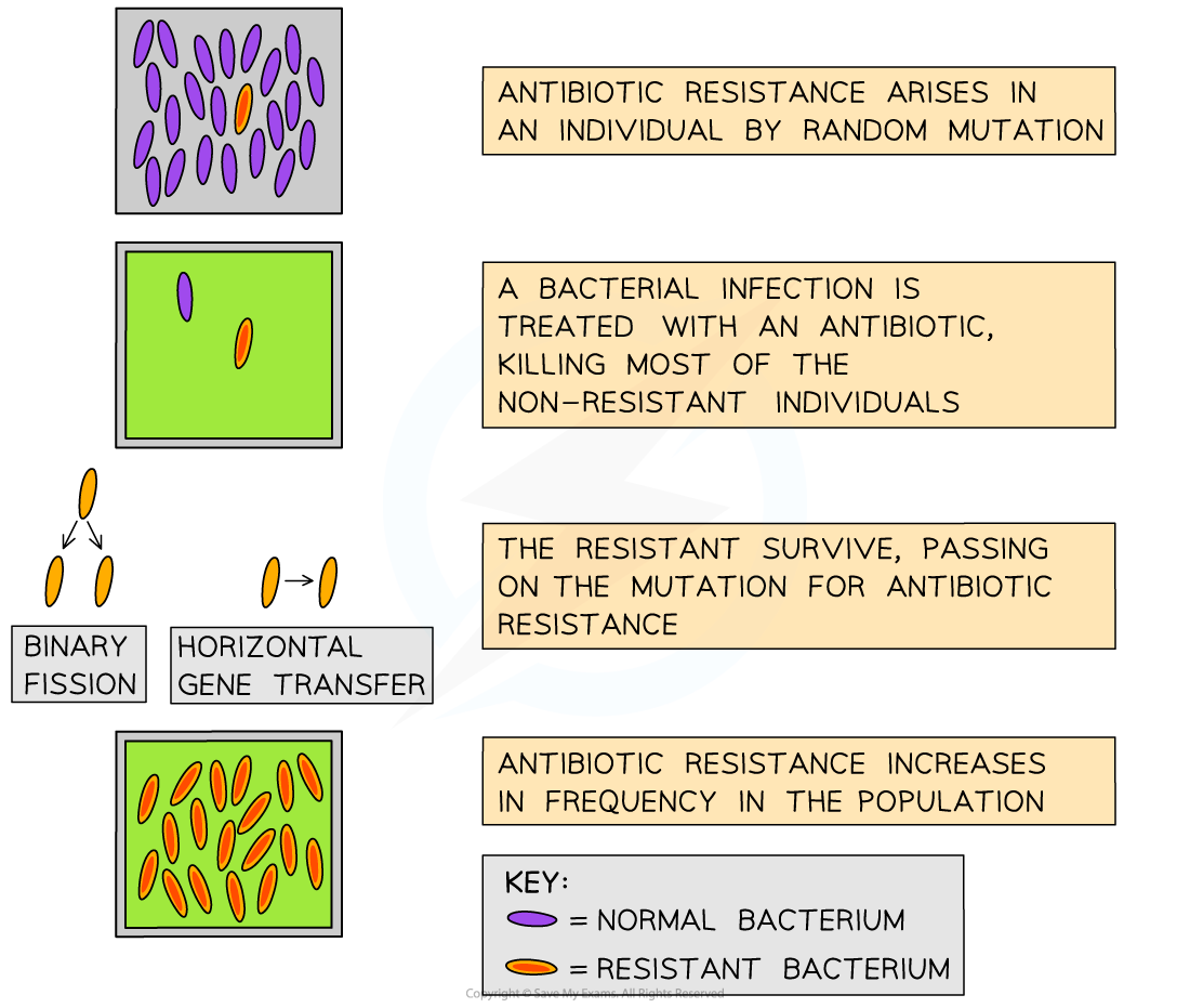 Antibiotic resistance, downloadable AS & A Level Biology revision notes