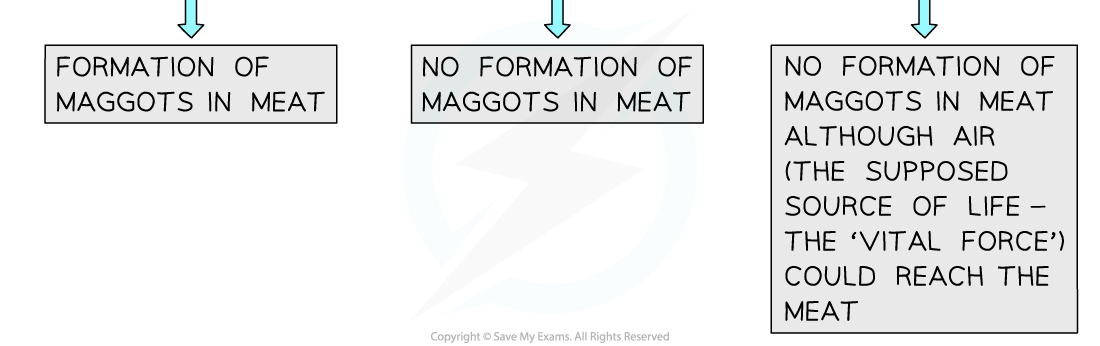 Experiments disproving spontaneous generation 2, downloadable IB Biology revision notes