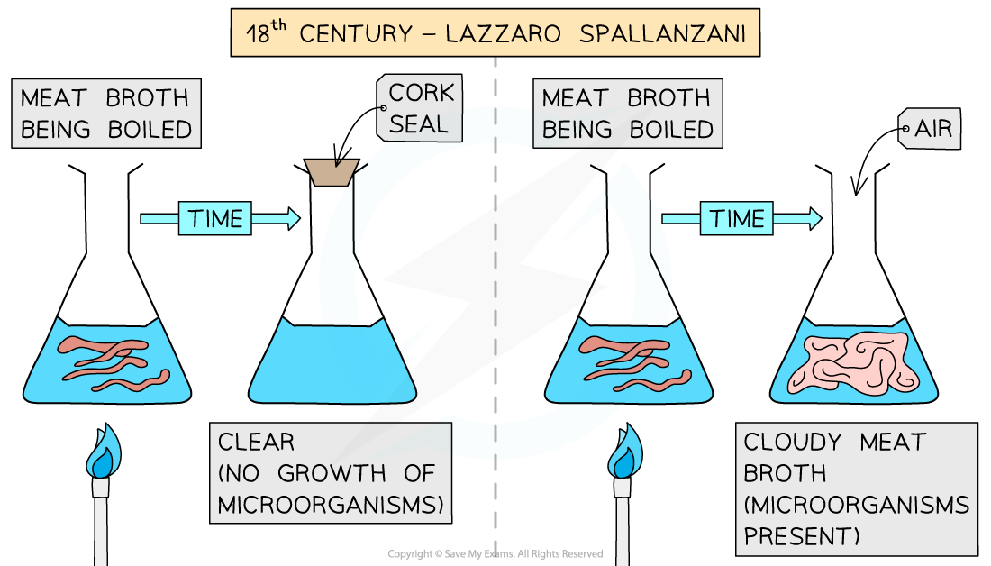 Experiments disproving spontaneous generation 3, downloadable IB Biology revision notes