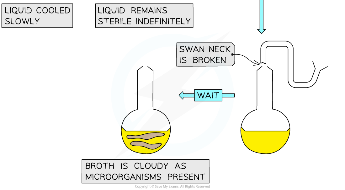 Experiments disproving spontaneous generation 6, downloadable IB Biology revision notes