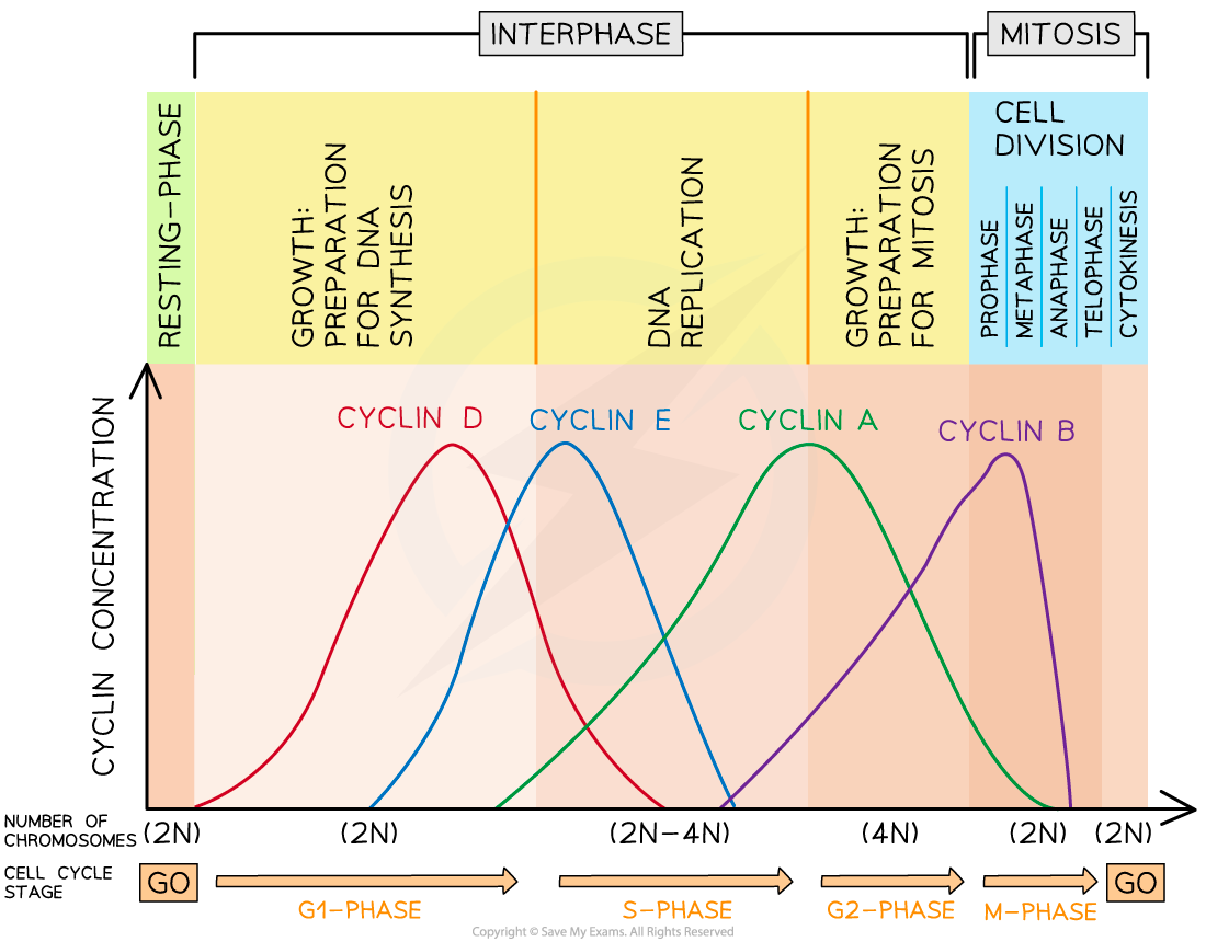 1.4.1 Cyclins control the cell cycle. The presence of certain cyclins triggers a specific stage of the cell cycle, downloadable AS & A Level Biology revision notes