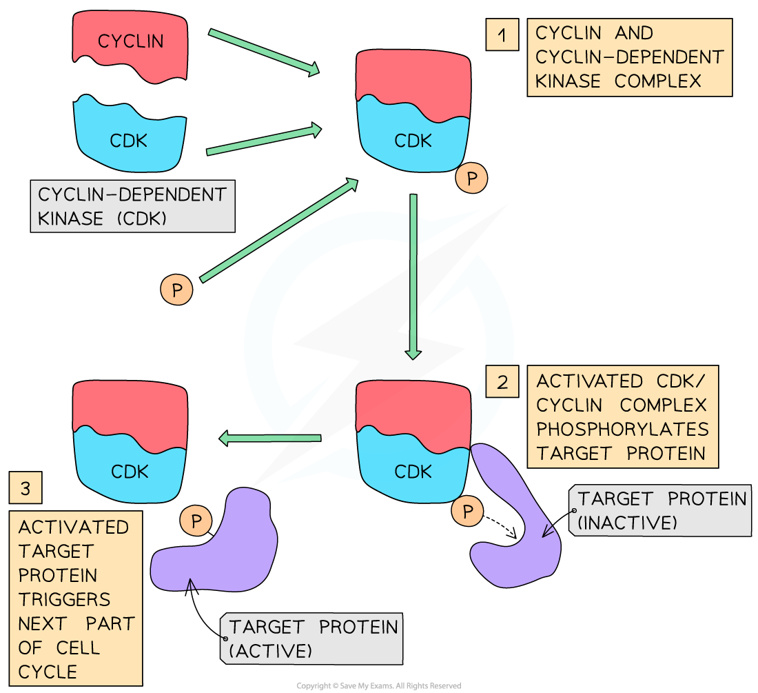 1.4.1 The mechanism for cell cycle control by cyclins, downloadable AS & A Level Biology revision notes