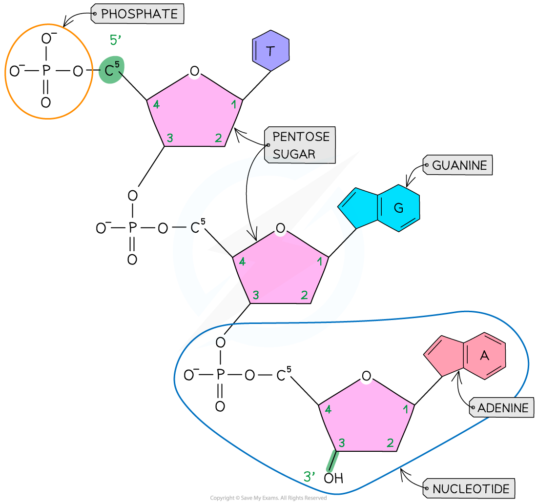 A single DNA polynucleotide strand, downloadable IB Biology revision notes