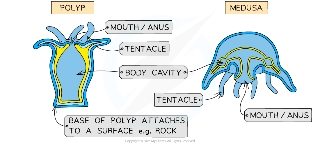 Cnidaria, downloadable AS & A Level Biology revision notes