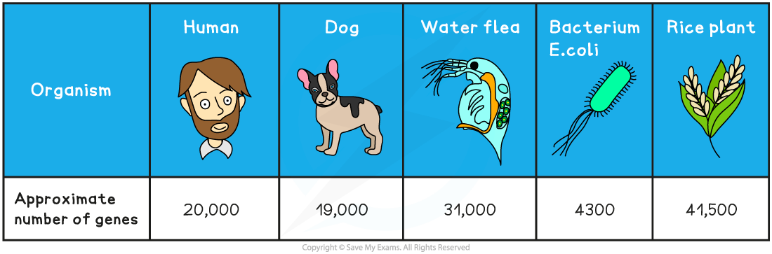 Comparing the number of genes, downloadable IB Biology revision notes