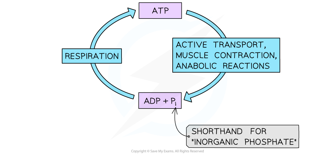 Cycling of ATP, downloadable IB Biology revision notes