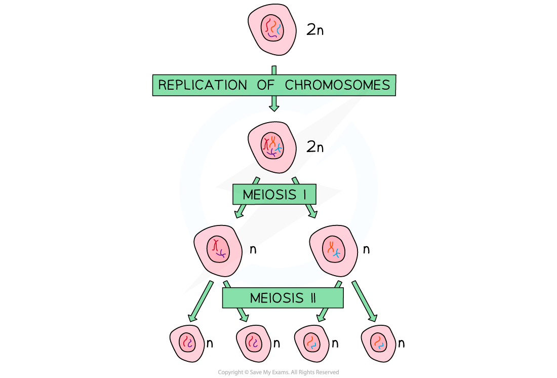 Meiosis I and II, downloadable IB Biology revision notes