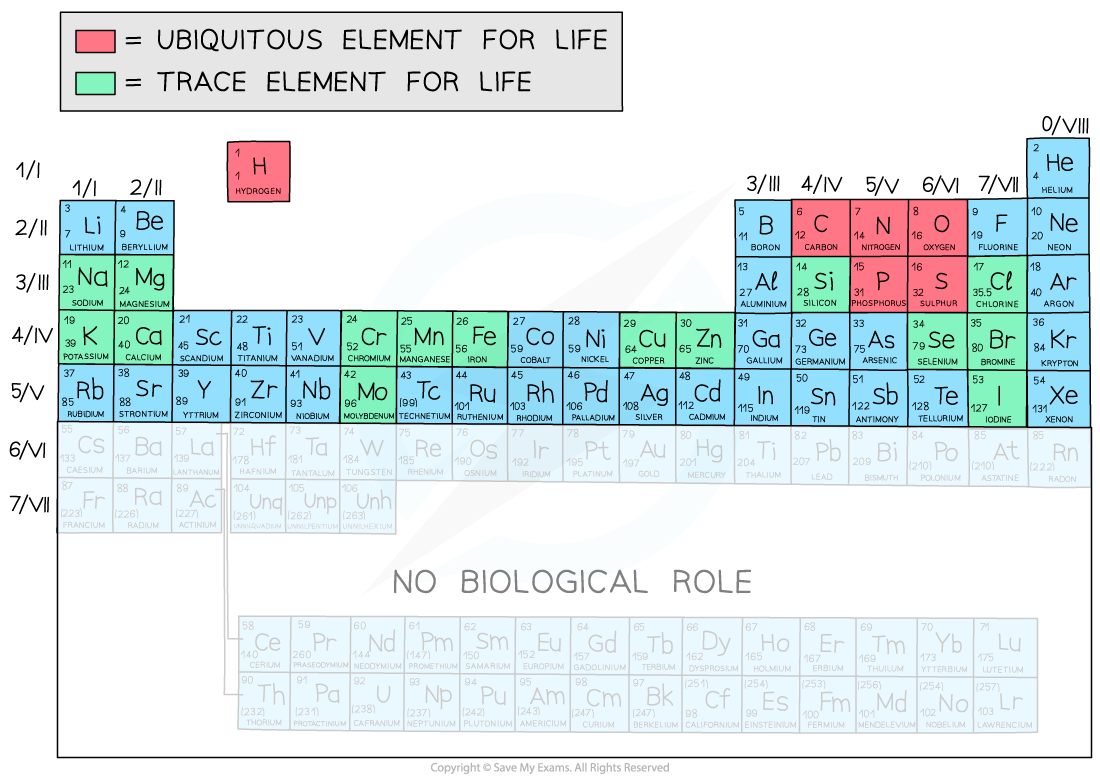 Periodic Table Biological Elements, downloadable AS & A Level Biology revision notes