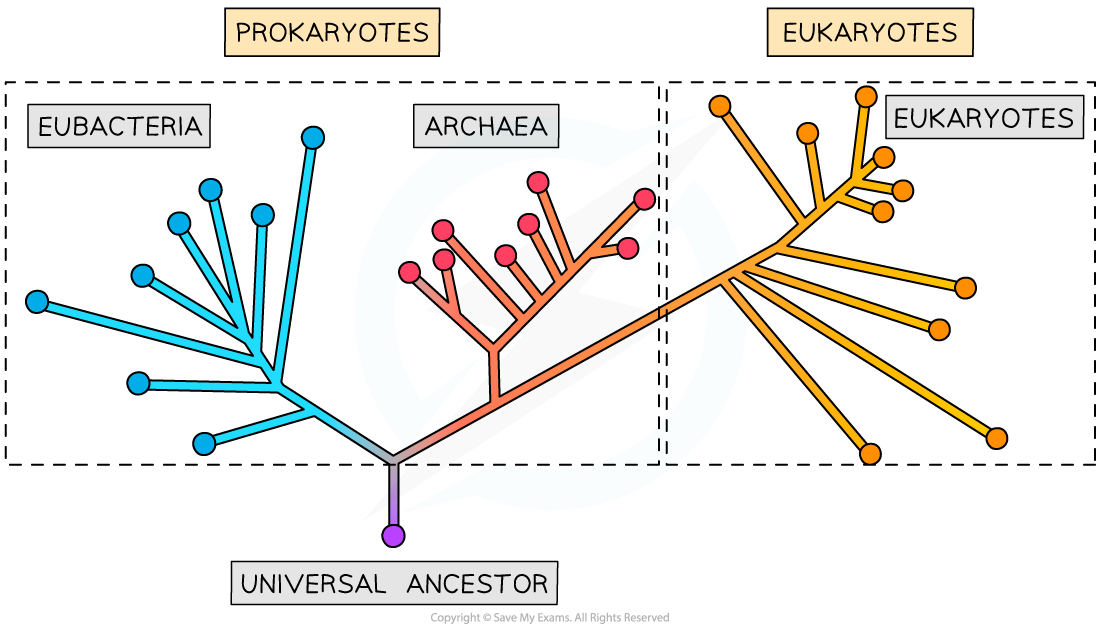 The three domains, downloadable IB Biology revision notes