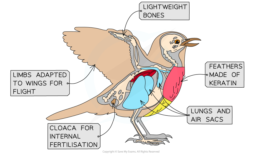 Birds, downloadable IB Biology revision notes