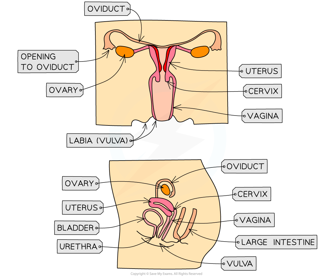 Female reproductive system for IB, downloadable IB Biology revision notes