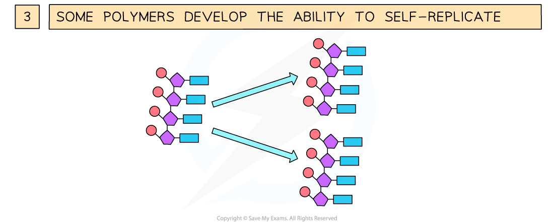 1.2.1 The three key stages involved in life arising from non-living materials 2, downloadable IB Biology revision notes