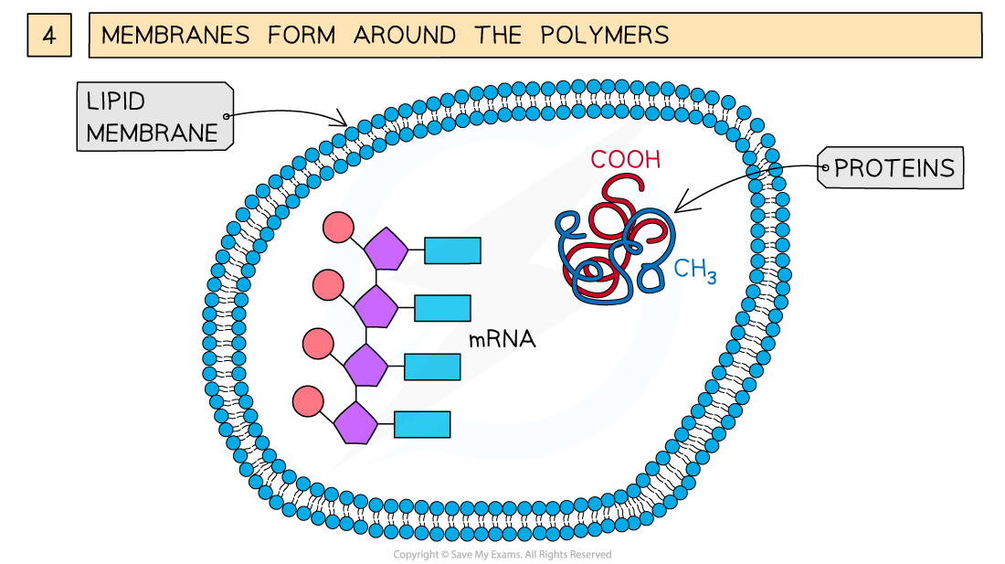 1.2.1 The three key stages involved in life arising from non-living materials 3, downloadable IB Biology revision notes