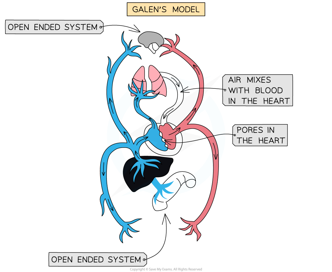 Comparing Galen and Harveys models of circulation 1, downloadable IB Biology revision notes