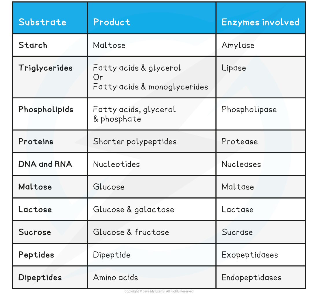 Enzymes of the digestive system, downloadable IB Biology revision notes