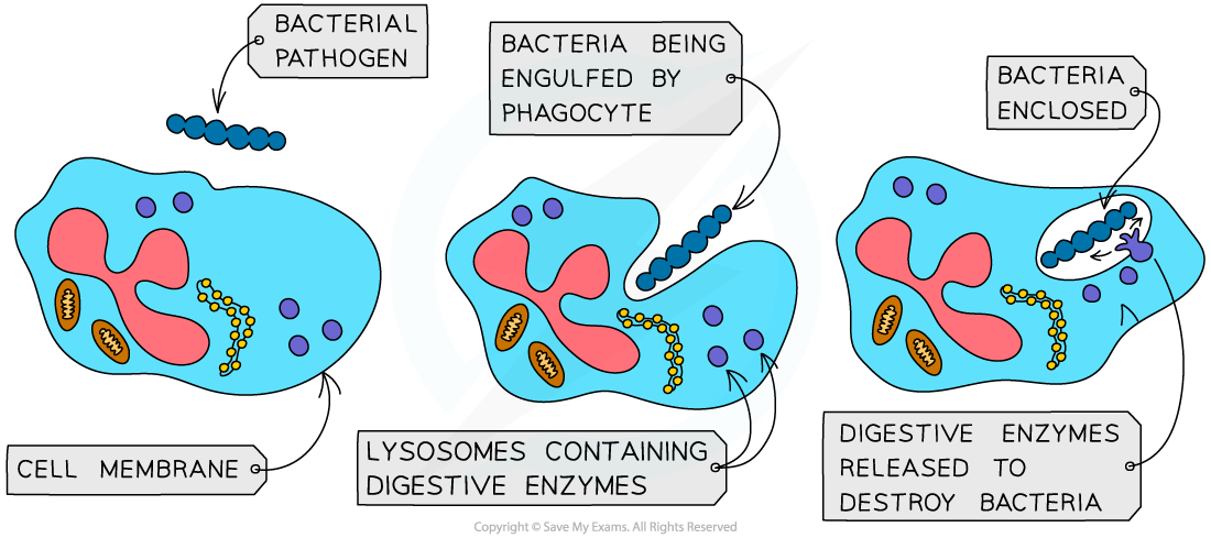 Phagocytic white blood cells, downloadable IB Biology revision notes