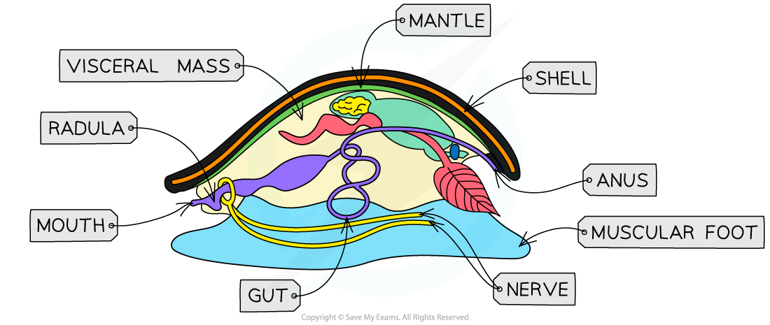 The body structure of snails_1, downloadable IB Biology revision notes