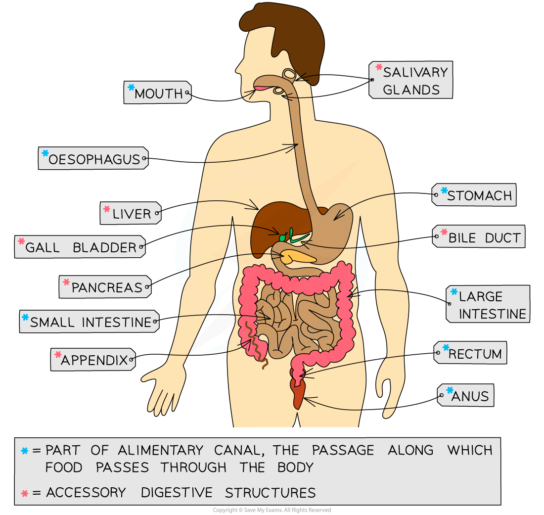 The human digestive system, downloadable IB Biology revision notes