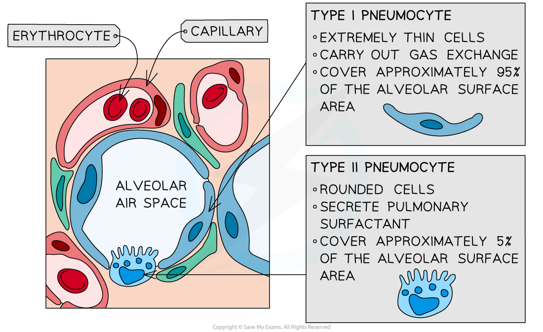 Type I and Type II Pneumocytes, downloadable IB Biology revision notes