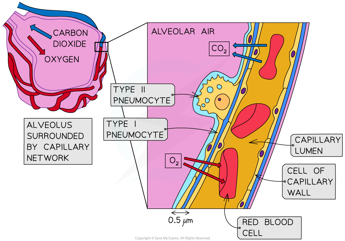 Type I pneumocytes and diffusion distance, downloadable IB Biology revision notes